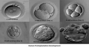 Human Pre-implentation